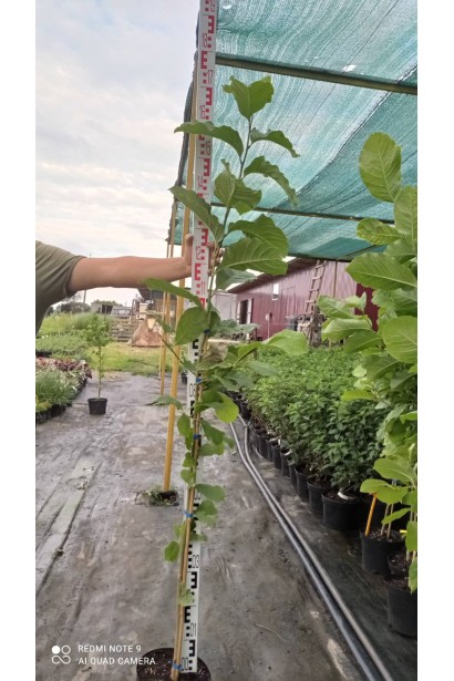 Магнолия кобус_3л/вис.150-160см/Ø25-30см